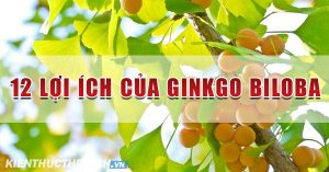12 loi ich cay bach qua Ginkgo Biloba 600x314 1