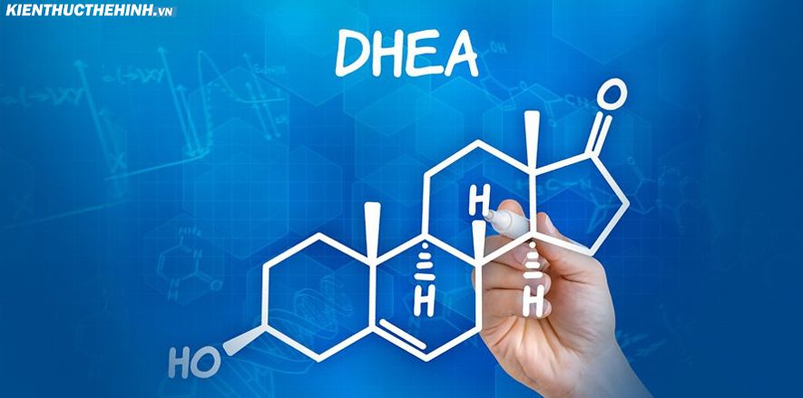 DHEA là gì? Lợi ích, cách sử dụng, tác dụng phụ của DHEA 1 DHEA là gì ? Lợi ích của DHEA là gì? Chúng ta cùng tìm hiểu qua bìa viết này của kienthucthehinh.vn nhé.