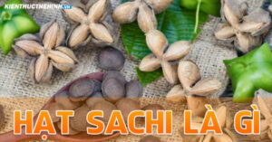 Hạt Sachi là một siêu thực phẩm giàu các chất dinh dưỡng hỗ trợ nhiều chức năng cho cơ thể và não, cũng như các quá trình sinh học.