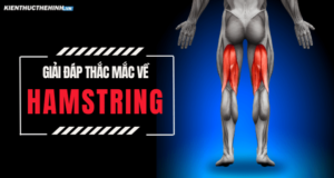 Bạn đang tìm hiểu về các nhóm cơ và băn khoăn không biết Hamstring là gì, hay cách tập luyện nhóm cơ này như thế nào để đạt hiệu quả tốt nhất? Hãy tham khảo..